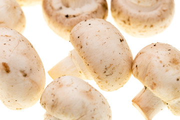 Mushrooms champignons on a white background