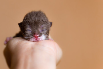 Eine Hand voll Glück - neugeborenes Katzenbaby