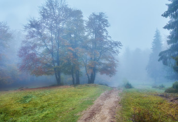 Obraz na płótnie Canvas Autumn landscape in foggy wood