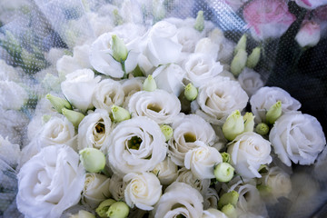 トルコギキョウ