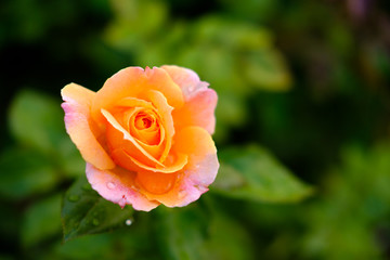 Multicolored rose detail