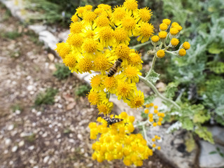 flowers with bees a botanical garden
