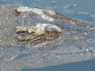 クロコダイルの眼
