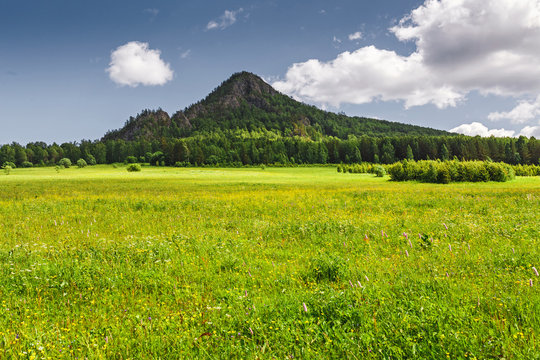 Idyllic summer scenic landscape with fresh green grass