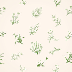 Hand drawn sketch medicinal plants.