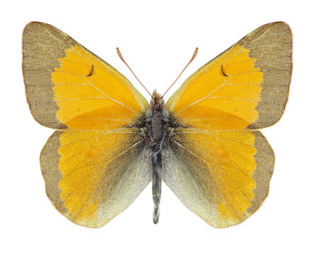 Butterfly Colias hyperborea (male) on a white background