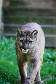 Animaux 2017