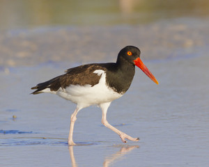 American Ostercatcher