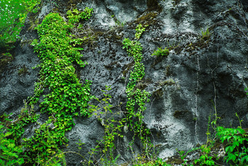 Ivy growing on dark grey cliffs