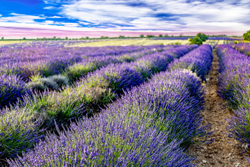 Naklejka na ściany i meble Blooming lavender field