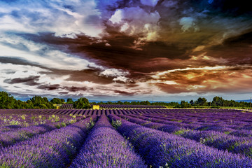 Blooming lavender field