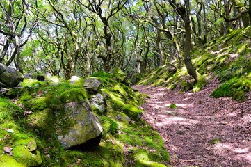 A woodland trail in the English Peak District.