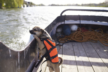 Dog in life jacket travelling by boat in river