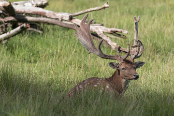 Naklejka premium Hirsch im Wald