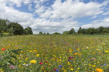 Blumenwiese