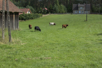 Krowy Jeleniowskie © Frank Myonk