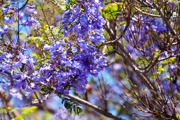 Jacaranda tree and bloom with sky and sunshine