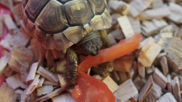 Tortoise Eat Tomato