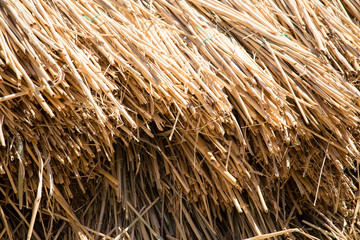 Yellow hay is dried on the ground as a background