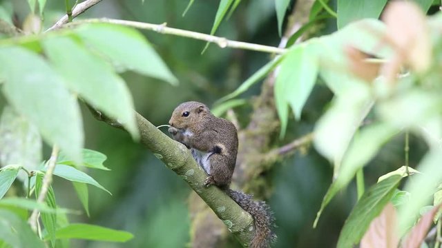Slender squirrel (Sundasciurus tenuis) in Mt.Kerinci, Sumatra, Indonesia