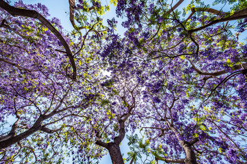 Jacaranda tree and bloom with sky and sunshine