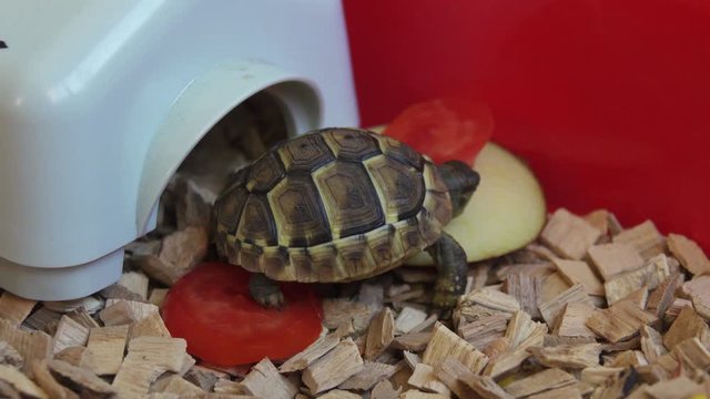 Tortoise Living in Habitat Enclosure