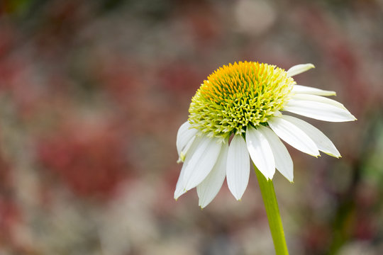 Prärie-Igelkopf (Echinacea Pallida)