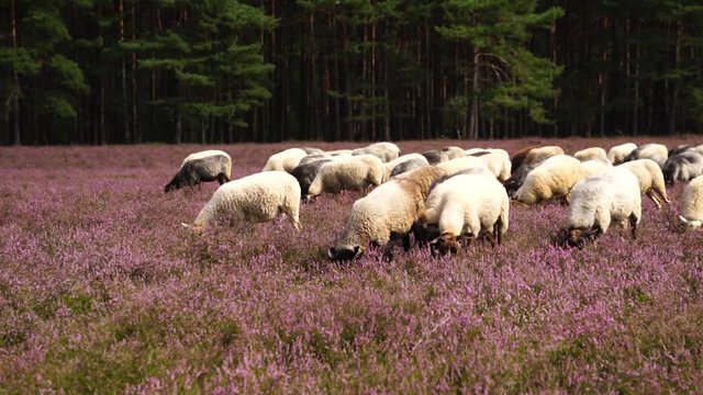 Heidschnucken in der L&uuml;neburger Heide