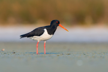 Eurasian oystercatcher (Haematopus ostralegus)