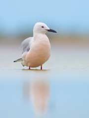 The slender-billed gull (Chroicocephalus genei)