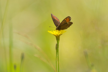 Butterfly feeding from a yellow daisy flower