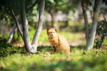 Funny red cat flying in the air in autumn