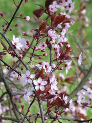 Frühling rosa Blüte