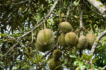 Fresh durian on the tree, king of fruit