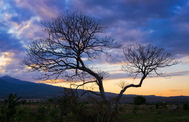 Fototapeta na wymiar Tree silhouette and colorful sunset and mountains on the background, Lombok, West Nusa Tenggara, Indonesia