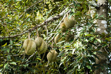 Fresh durian on the tree, king of fruit