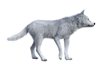 3D Rendering Arctic Wolf on White