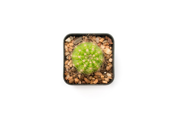 Isolated top view of circle cactus in the square tree pot
