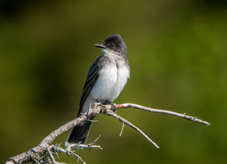 Eastern Kingbird