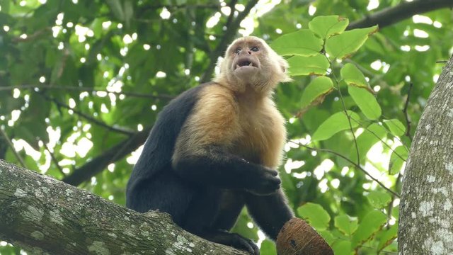 Capuchin monkey eating from a coconut and look curious around whats going on in Montezuma Costa Rica