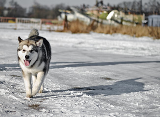 Аляскинский маламут