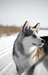 Аляскинский маламут