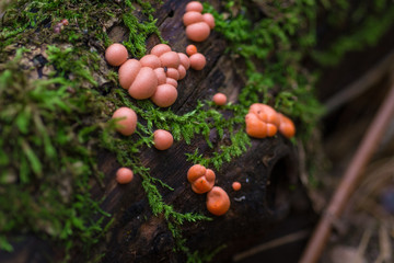 Pink mushrooms spores On an old tree covered with moss. Rainy morning in the forest 