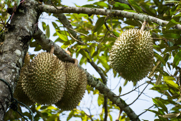 Fresh durian on the tree, king of fruit