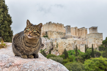Portrait of grey cat relaxing in front of the Acropolis of Athens, Greece