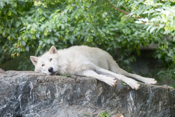 Naklejka na ściany i meble Arctic wolf relaxing on rocky cliff