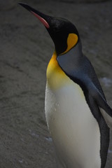 Fototapeta premium Penguin