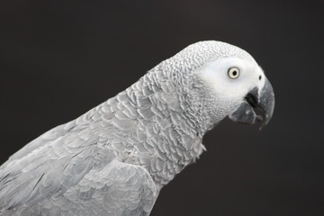 parrot