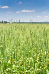 Field of green wheat under a blue sky - vertical