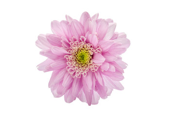 pnk flower beautiful on a white background